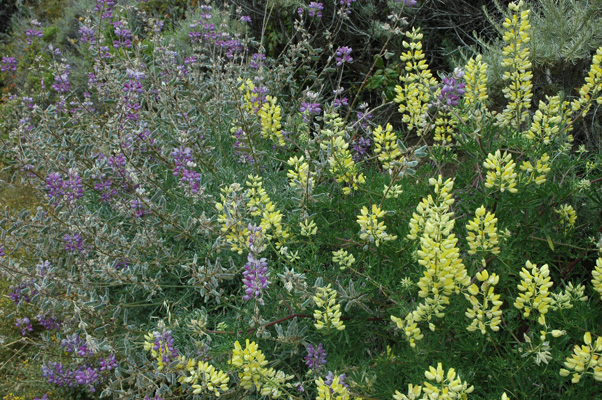 Soberanes Canyon 030.jpg